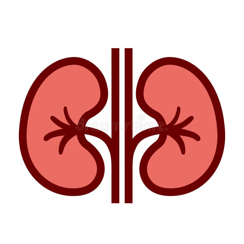 Kidneys vector icon stock vector. Illustration of icon 125556054