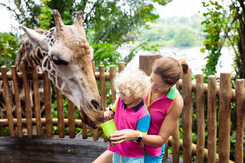 safari park feed animals