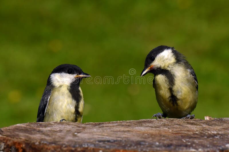 Kids of Great tit bird parus major