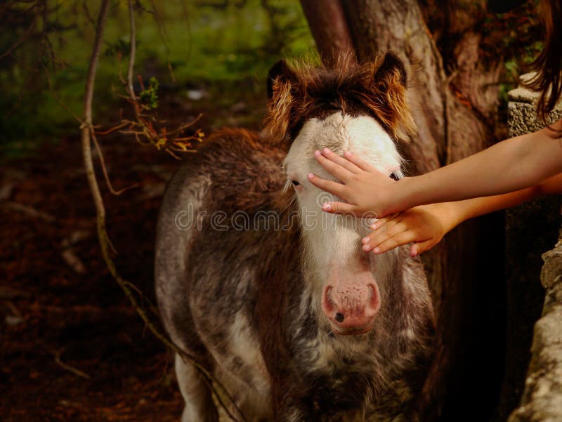 126 People Touching Horses Photos Free Royalty Free Stock Photos From Dreamstime