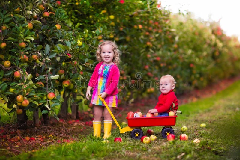 Kids picking apples from tree