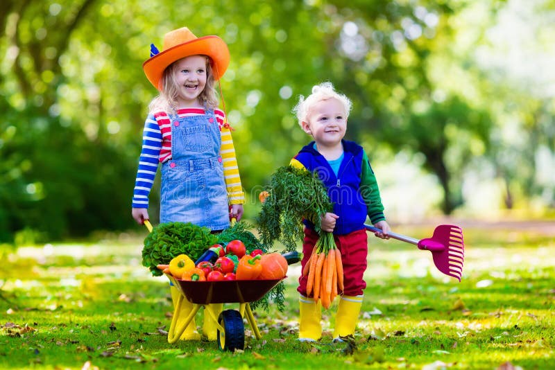 Kids Picking Vegetables On Organic Farm Stock Photo Image 68361538