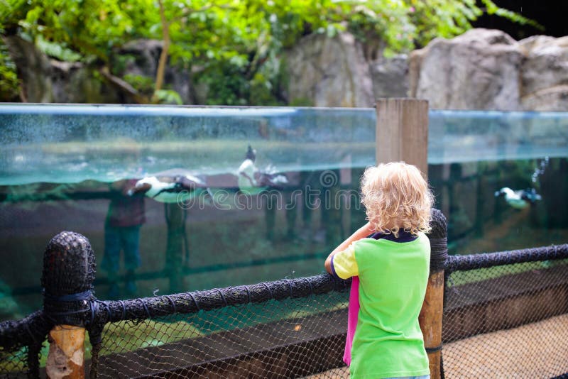 Kids watch penguin at zoo. Child at safari park stock images Kids watch penguin at zoo. Child at safari park stock images