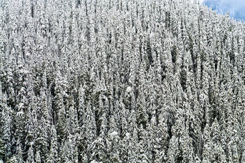 Covered in Snow Pine trees background pattern. Covered in Snow Pine trees background pattern