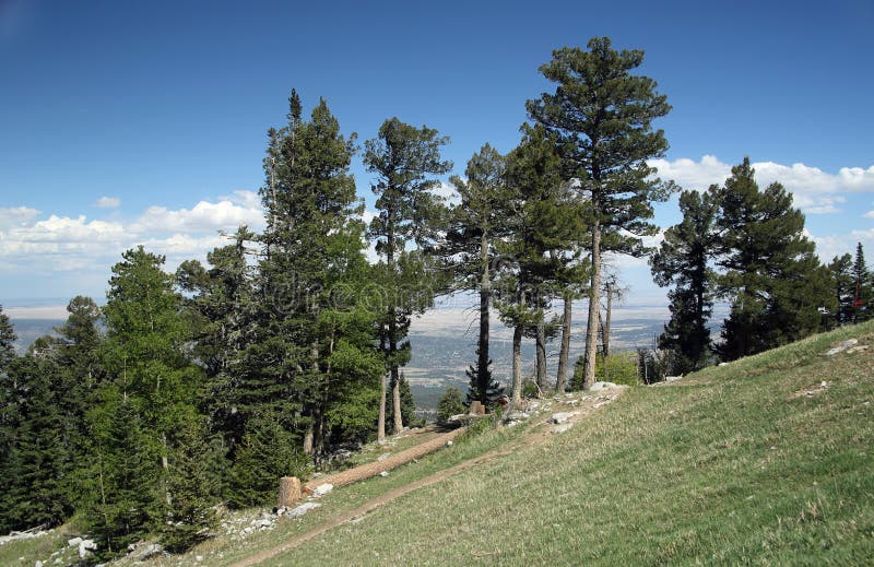 Kiefer an der Spitze der Sandia-Berge östlich von Albuquerque lizenzfreie stockfotografie Kiefer an der Spitze der Sandia-Berge östlich von Albuquerque lizenzfreie stockfotografie