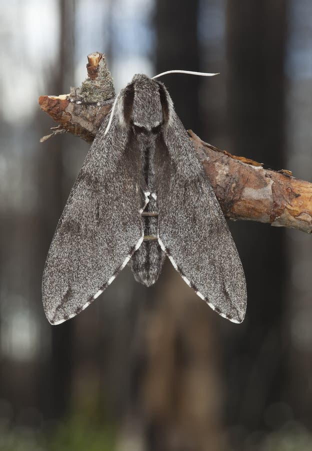 Kiefer Falke-Motte (Sphinx pinastri) lizenzfreie stockfotografie Kiefer Falke-Motte (Sphinx pinastri) lizenzfreie stockfotografie