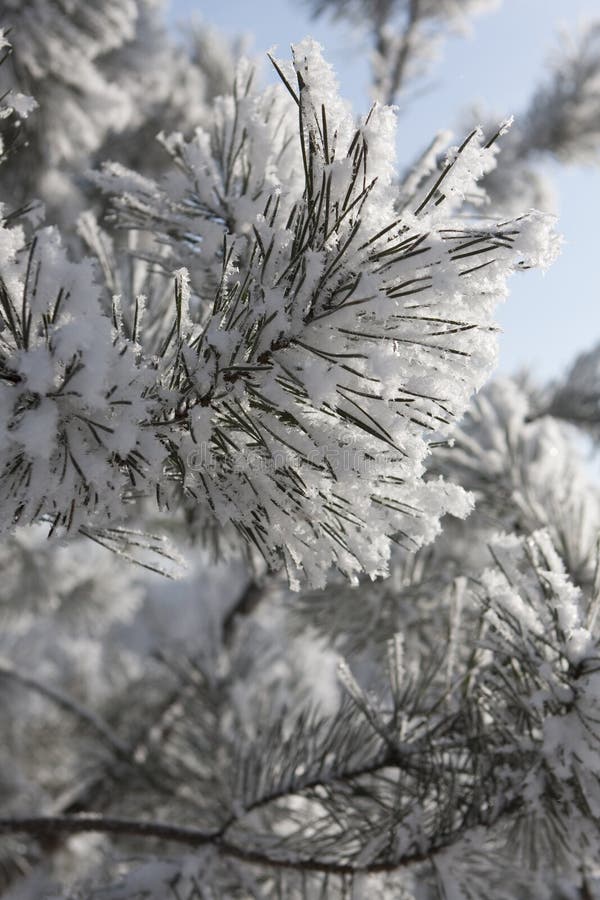 Kiefer im funkelnden Frost stockfoto Kiefer im funkelnden Frost stockfoto