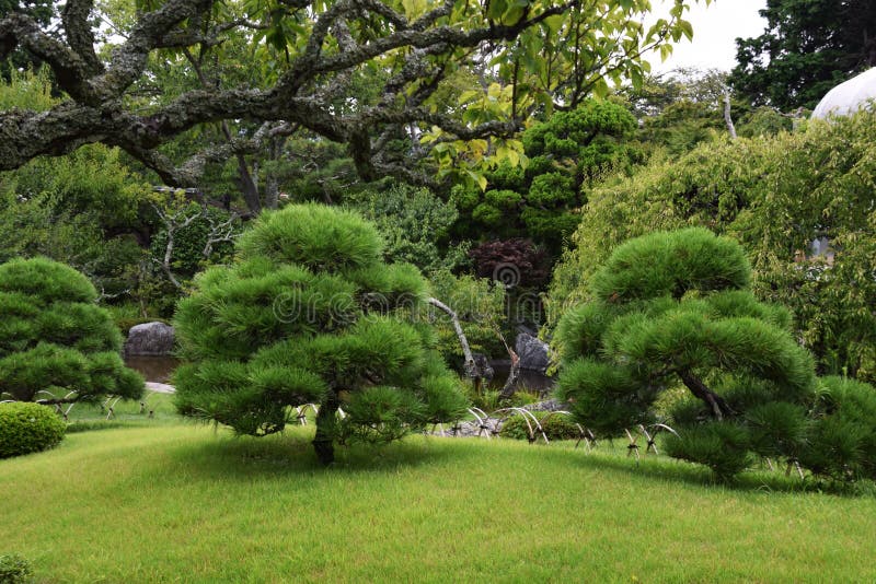 Kiefer Im Japanischen Garten Stockfoto Bild von betäuben