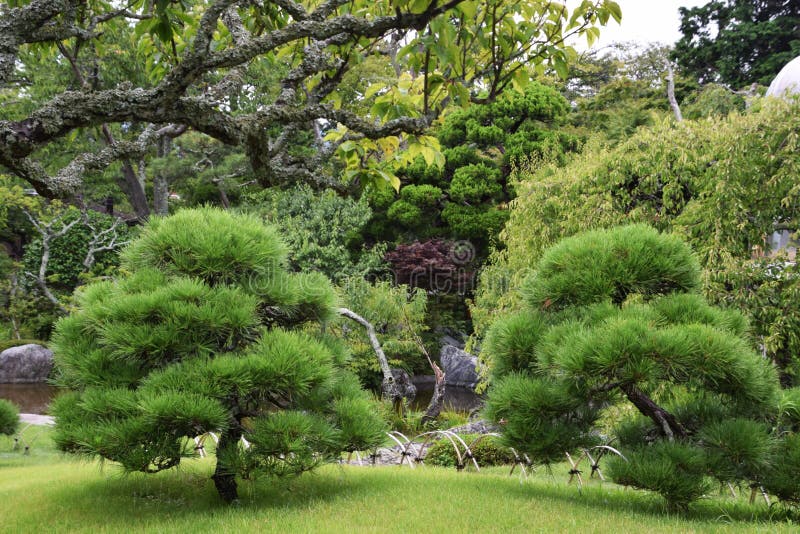 Kiefer Im Japanischen Garten Stockbild Bild von während, formular