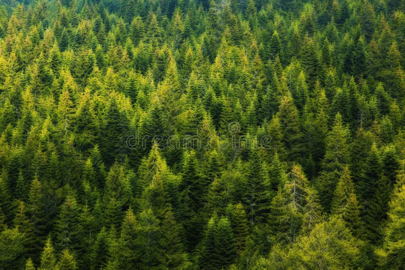Kiefer-Wald lizenzfreie stockbilder