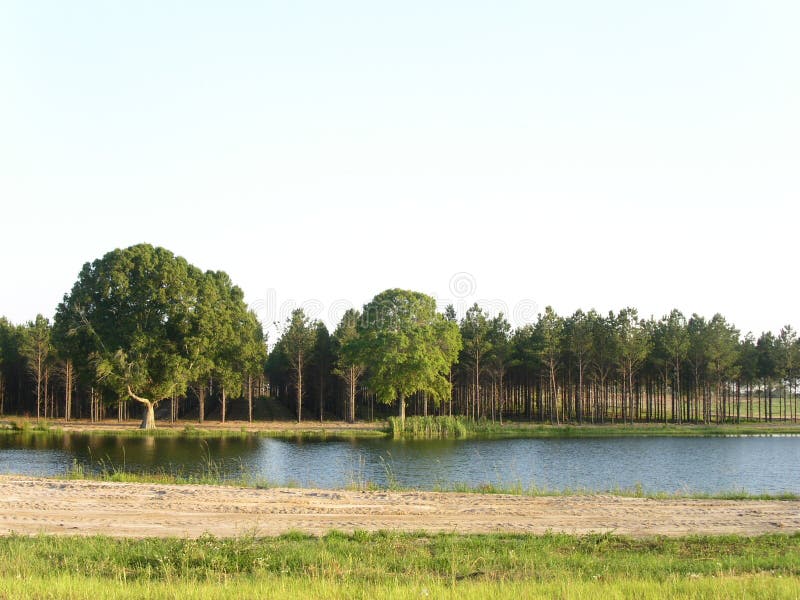 Kiefern u. Teich stockfoto. Bild von himmel, grün, plantage 4104