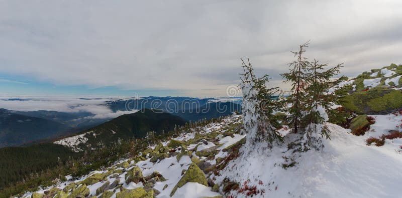 Kiefern und gorgan bedeckt mit Schnee an der Spitze des Berges lizenzfreies stockfoto Kiefern und gorgan bedeckt mit Schnee an der Spitze des Berges lizenzfreies stockfoto