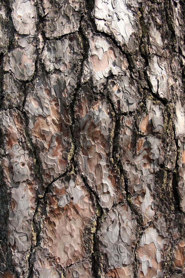 Pine tree. natural bark photo. Pine tree. natural bark photo