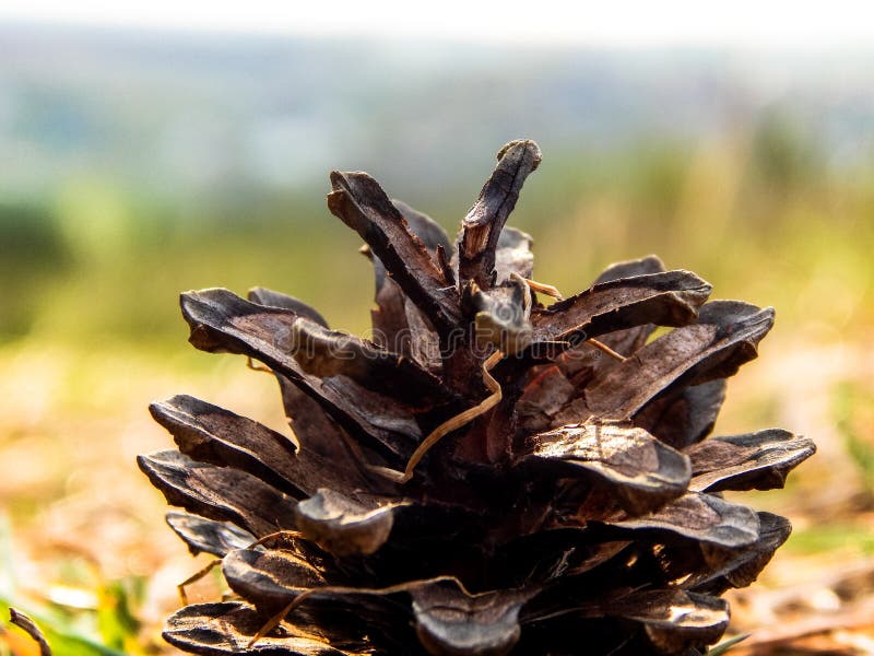 Kiefernkegel auf einem Hintergrund von Makro des grünen Grases lizenzfreies stockbild Kiefernkegel auf einem Hintergrund von Makro des grünen Grases lizenzfreies stockbild