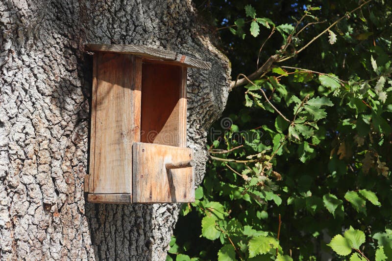 Kiefernvogelfütterung an einem großen Eichenbaum. stockfotos