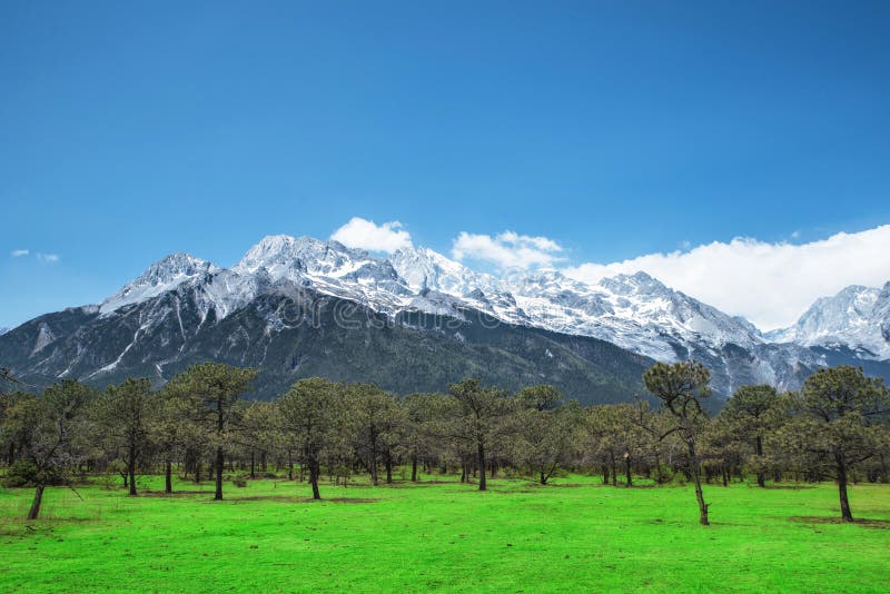 Kiefernwald und Jade Dragon Snow Mountain, Lijiang, Yunnan China stockfotos Kiefernwald und Jade Dragon Snow Mountain, Lijiang, Yunnan China stockfotos