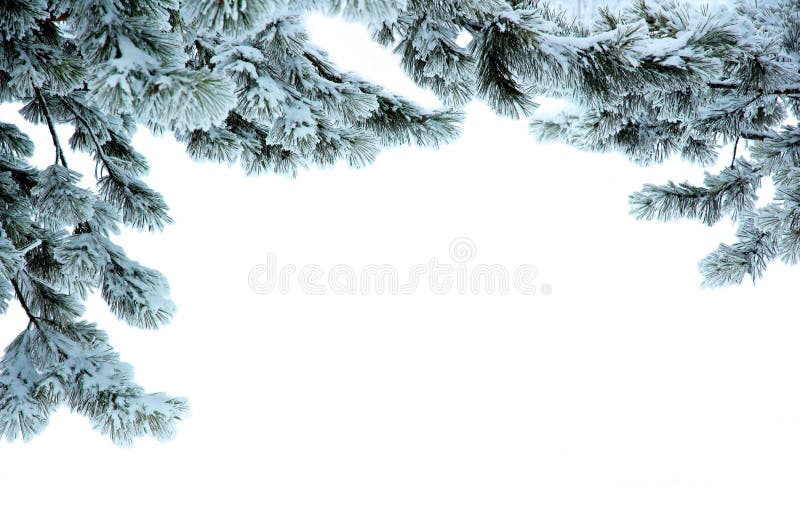 Kieferzweige in einem Schnee stockfotos Kieferzweige in einem Schnee stockfotos