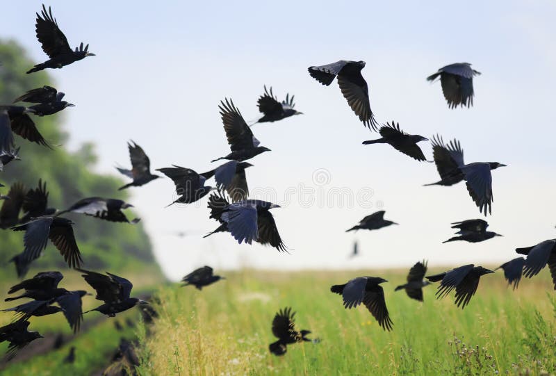 flock of birds crows and rooks fly flock over plem in autumn against blue sky. flock of birds crows and rooks fly flock over plem in autumn against blue sky