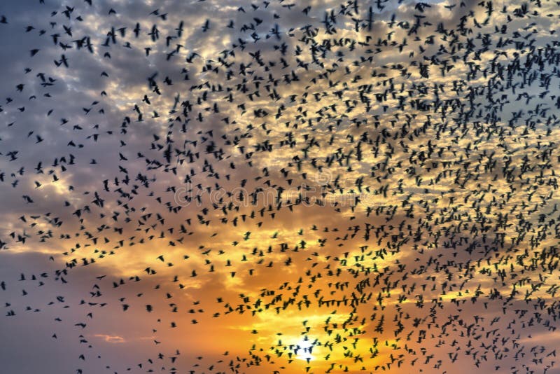 Flock of flying birds in sunset. Flock of flying birds in sunset