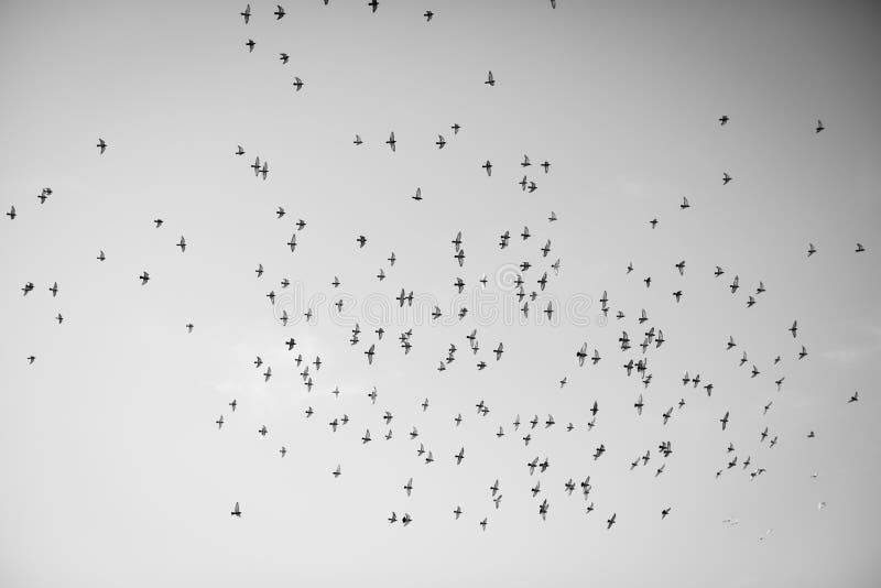 A flock of flying birds in natural space. A flock of flying birds in natural space.