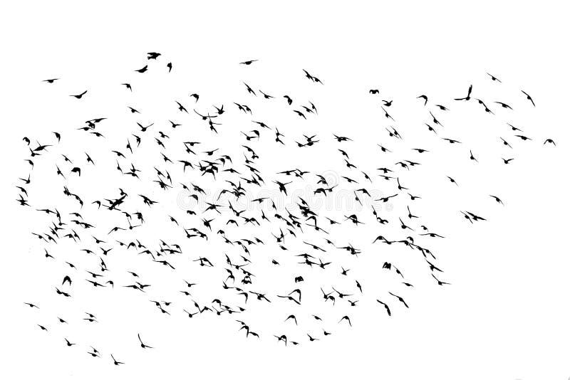 A flock of numerous black Starling birds flying in the distance on a white isolated background. A flock of numerous black Starling birds flying in the distance on a white isolated background