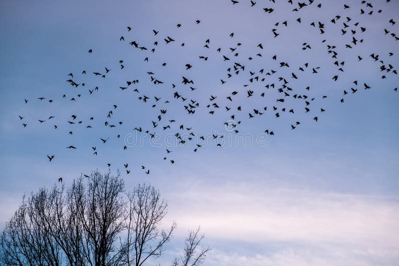 A flock of migratory birds flying away from a leafless tree on the brink of spring. A flock of migratory birds flying away from a leafless tree on the brink of spring.