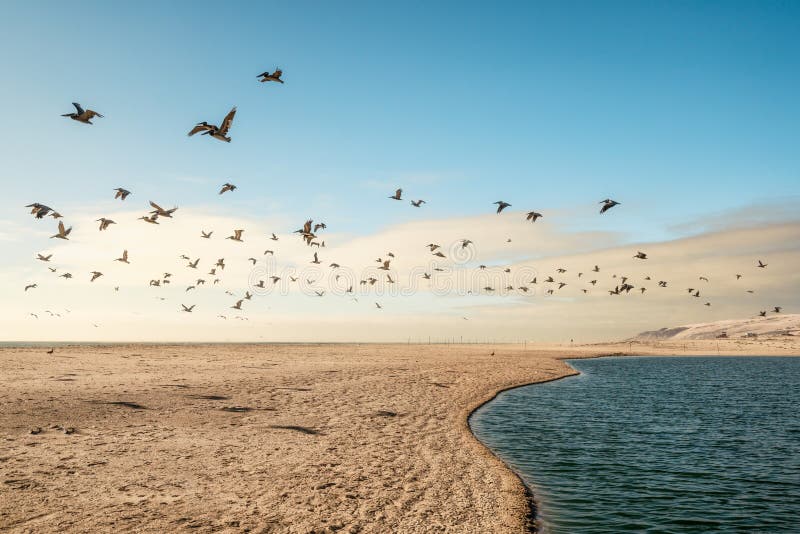 Sand Beach and Flock of Birds Flying Over the Sea. Pacific Ocean, California. Sand Beach and Flock of Birds Flying Over the Sea. Pacific Ocean, California