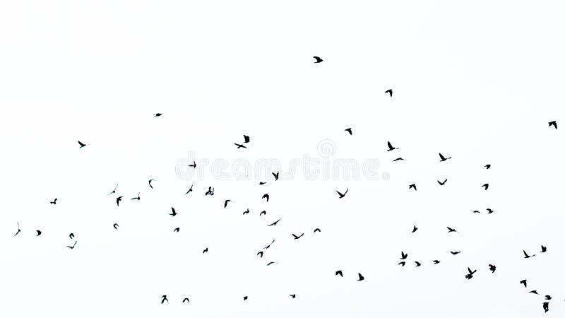 Silhouetted flock of birds, isolated on white. Silhouetted flock of birds, isolated on white