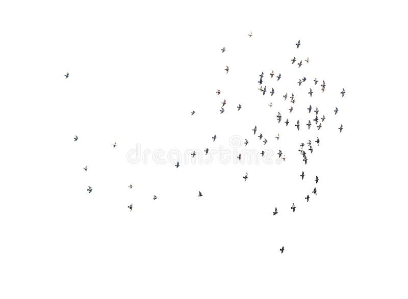 Flock of birds flying high, against a pale sky with few clouds, isolated on white. Flock of birds flying high, against a pale sky with few clouds, isolated on white