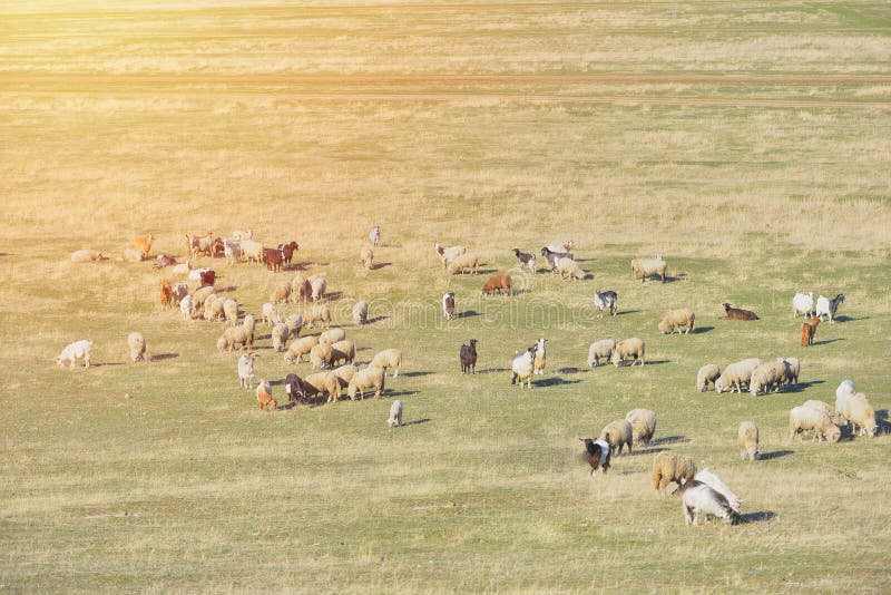 Kierdel sheeps i kózki przy zmierzchem w sprintime na łące, niebo trutnia widok obraz stock Kierdel sheeps i kózki przy zmierzchem w sprintime na łące, niebo trutnia widok obraz stock