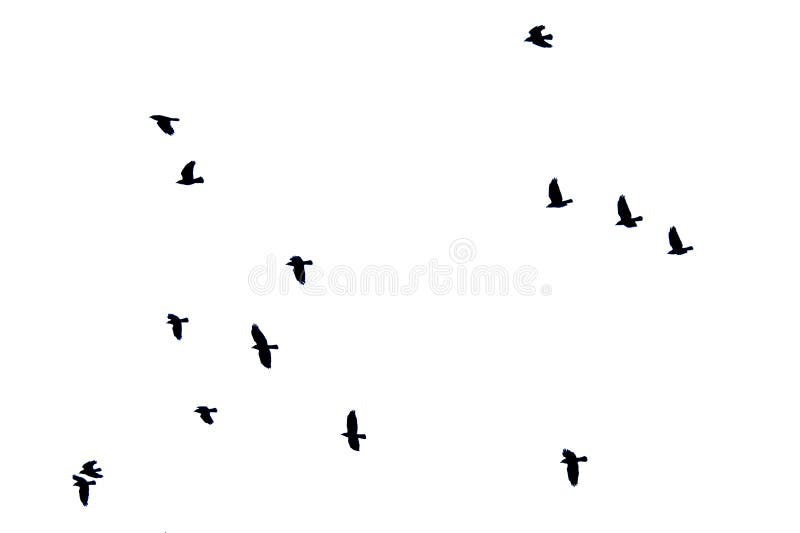 Flock of crows flying in silhouette isolated on white - view from below - corvus. Flock of crows flying in silhouette isolated on white - view from below - corvus