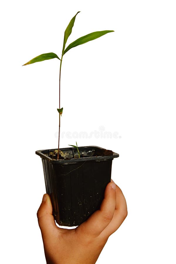 Kies jonge bamboeinstallatie in kleine rechthoekige plastic die bloempot uit door jong kind in rechts wordt gehouden royalty-vrije stock afbeelding Kies jonge bamboeinstallatie in kleine rechthoekige plastic die bloempot uit door jong kind in rechts wordt gehouden royalty-vrije stock afbeelding