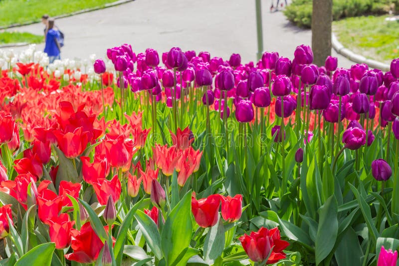Kiev, Ucraina - 23 aprile 2016: Tulipani rossi e porpora sul letto di fiore sulla mostra dei tulipani immagini stock Kiev, Ucraina - 23 aprile 2016: Tulipani rossi e porpora sul letto di fiore sulla mostra dei tulipani immagini stock