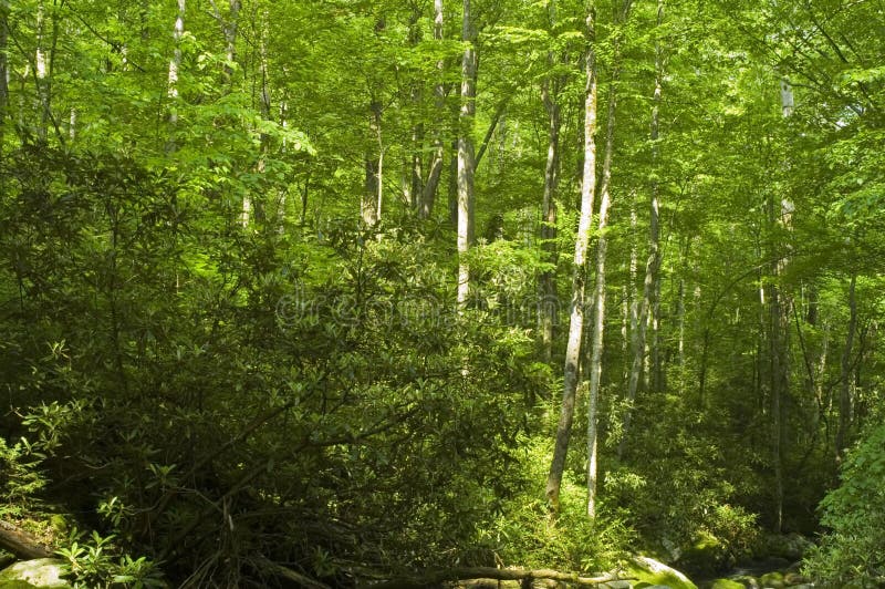 kiełbaski ulistnień wiosny fotografia stock kiełbaski ulistnień wiosny fotografia stock