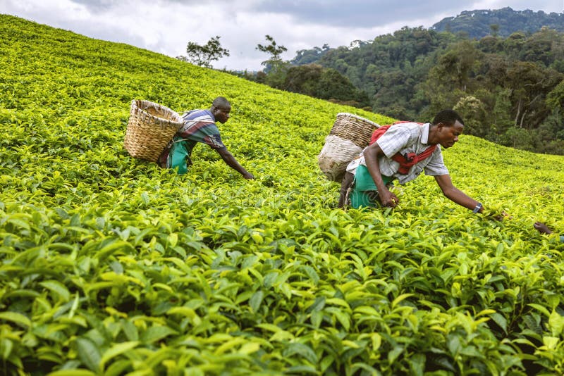 The African workers. The men working on tea plantations collect tea on their basket. The African workers. The men working on tea plantations collect tea on their basket.