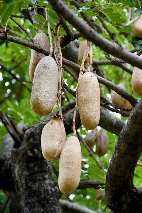 https://thumbs.dreamstime.com/b/kigelia-africana-kigelia-africana-sausage-tree-fruit-103185342.jpg