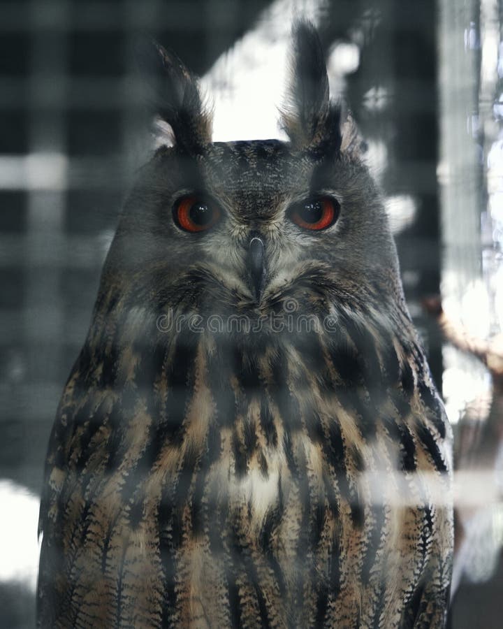 Kijkt wijze uil Mooie vogel stock afbeelding Kijkt wijze uil Mooie vogel stock afbeelding