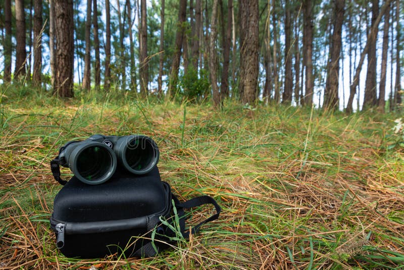 Kikare i ett mest pineforest arkivfoton Kikare i ett mest pineforest arkivfoton
