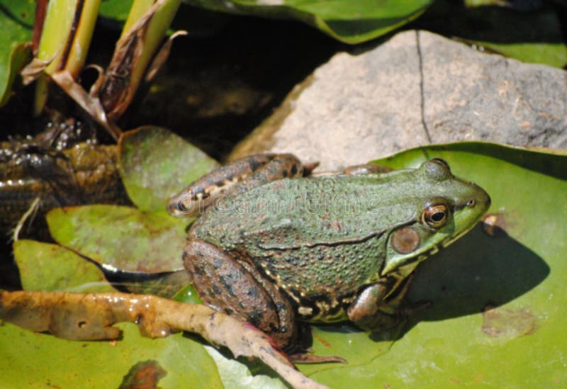 Pad stock afbeelding. Image of buiten, kikker, nave, onheilsprofeet