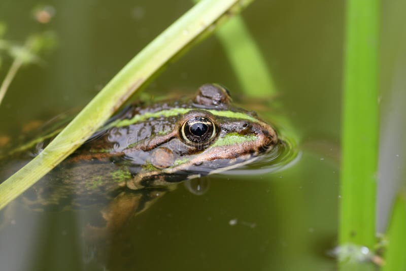 Kikker royalty-vrije stock fotografie