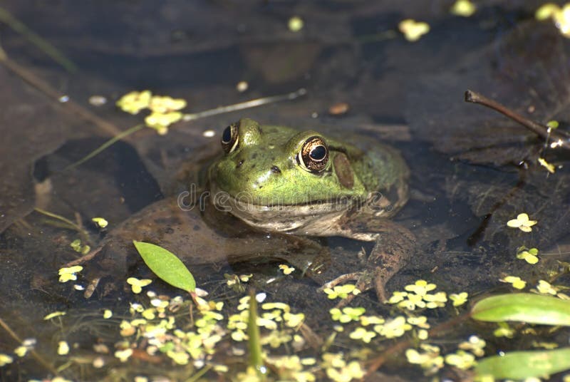 Kikker in de Moeras royalty-vrije stock afbeeldingen