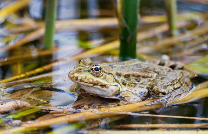 Kikker in zijn natuurlijke habitat stock foto's