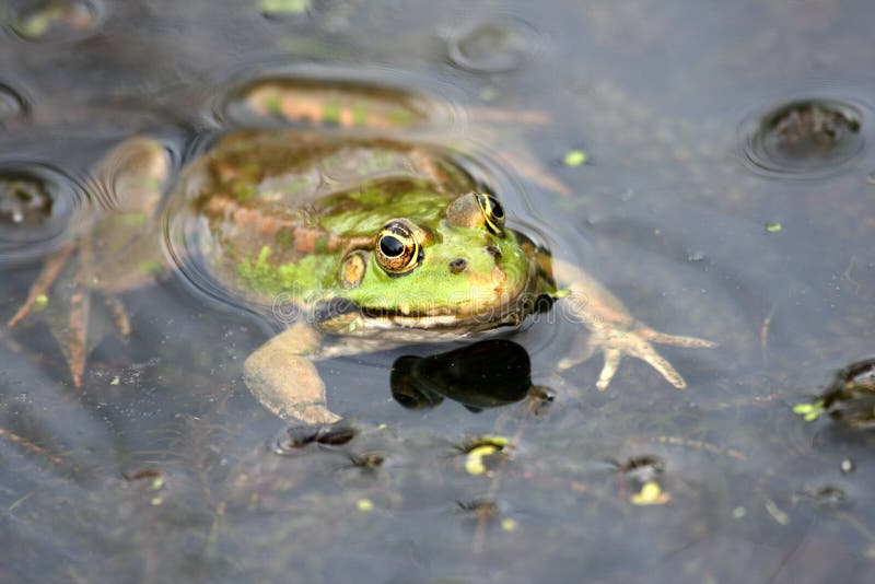 Kikker in het water stock foto