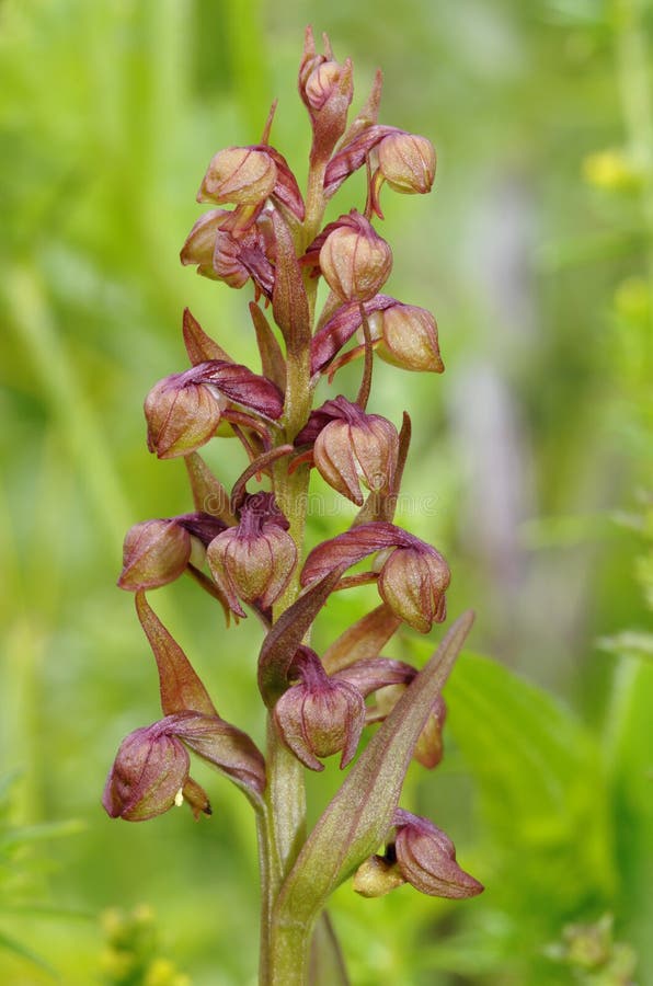 Kikkerorchidee royalty-vrije stock fotografie Kikkerorchidee royalty-vrije stock fotografie