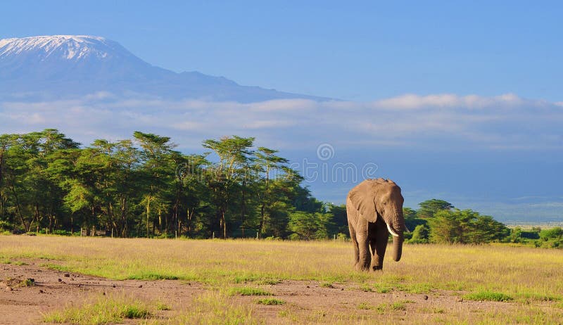 Kilimanjaro e Elephant, vista do parque nacional de Amboseli, kenya imagem de stock royalty free Kilimanjaro e Elephant, vista do parque nacional de Amboseli, kenya imagem de stock royalty free