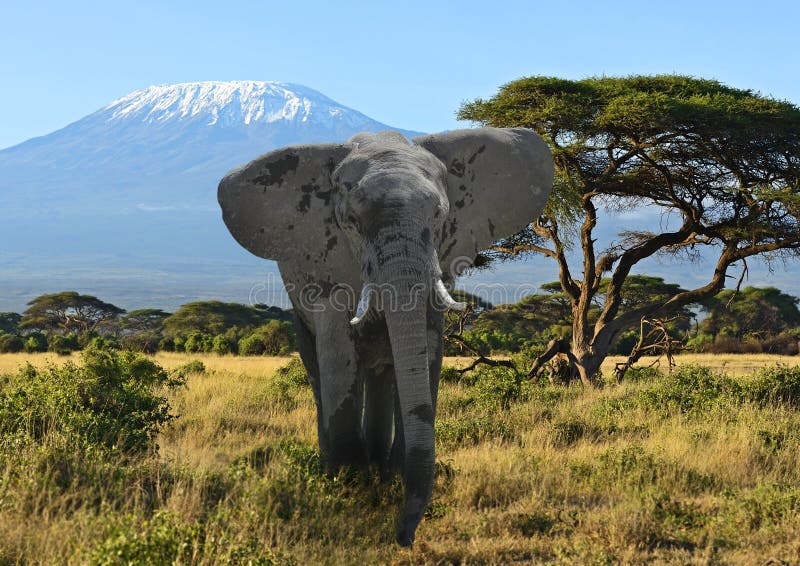 Kilimangiaro gli elefanti nel Parco Nazionale di Amboseli (Kenya).