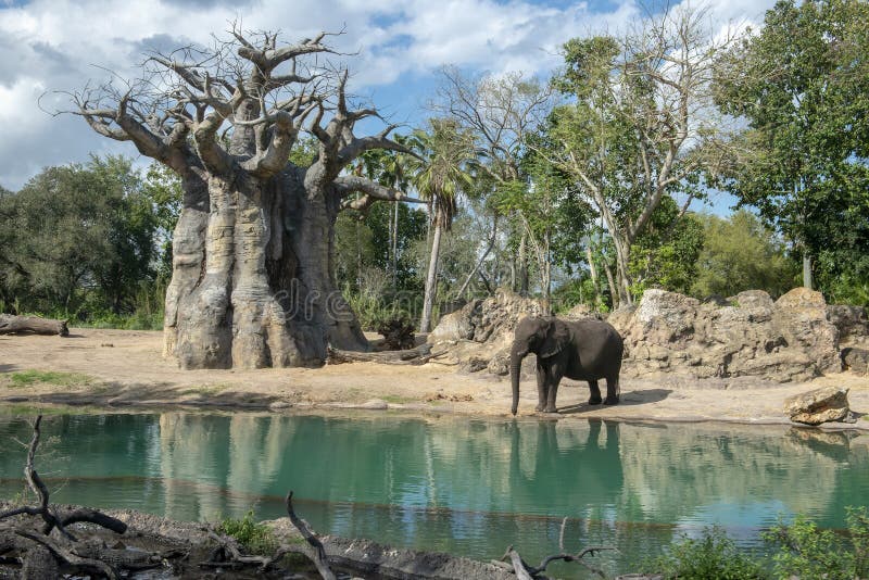 Kilimanjaro-Safaris, Disney World, Tierreich, Reise