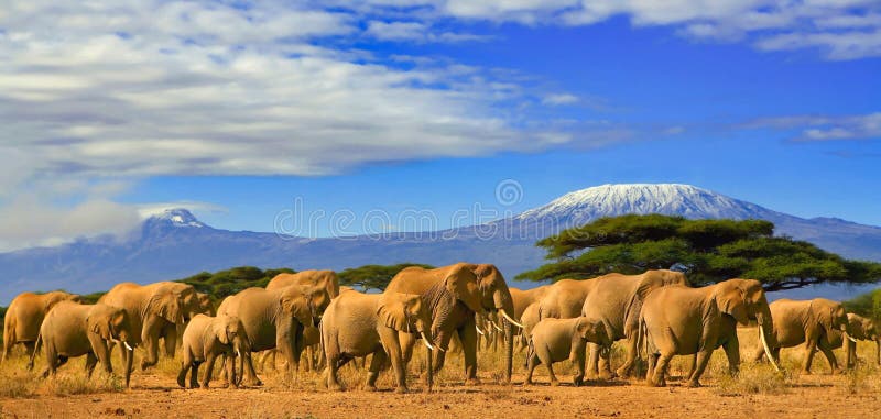Kilimanjaro Tanzania Afrykańskich słoni safari Kenja