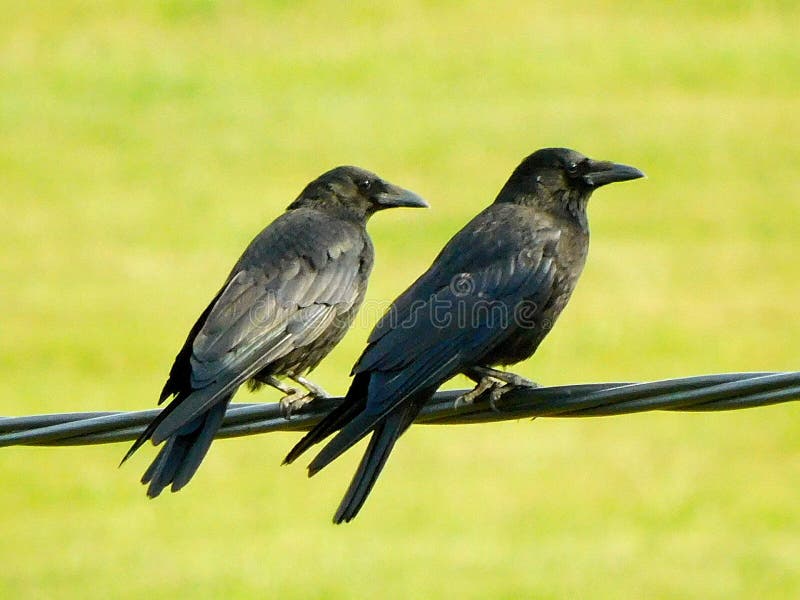 Couple of Black Crows. Couple of Black Crows
