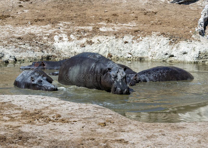 Kilka hipopotamów częściowo zanurzonych w zbiorniku wody na plaży niedaleko brzegu rzeki chobe w afryce. zdjęcia royalty free